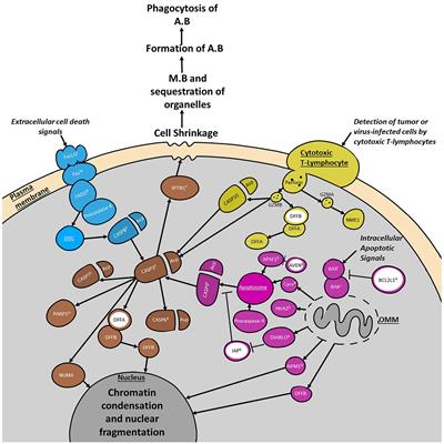 Hormonal Regulation of Programmed Cell Death in Sea Urchin Metamorphosis